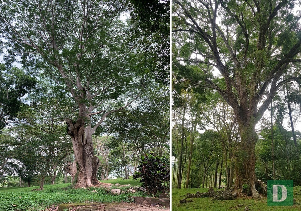 Đà Lạt miền Đông bị lãng quên - 8