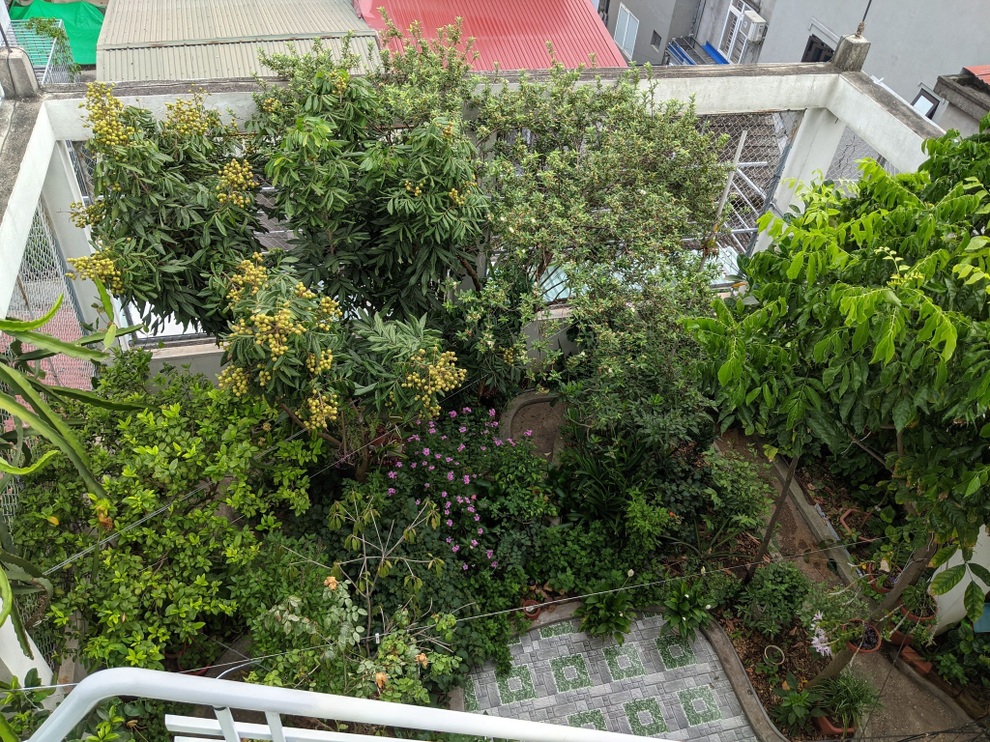 Khu vườn treo 100m2 tươi tốt như rừng nhiệt đới của gia đình Hải Phòng - 1 Khu vườn treo 100m2 tươi tốt như rừng nhiệt đới của gia đình Hải Phòng - 1