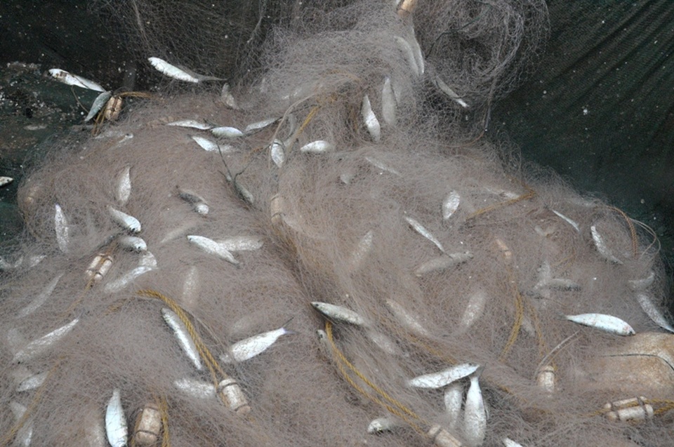Kiếm tiền triệu mỗi ngày nhờ thu hoạch cá trích - 2 Kiếm tiền triệu mỗi ngày nhờ thu hoạch cá trích - 2