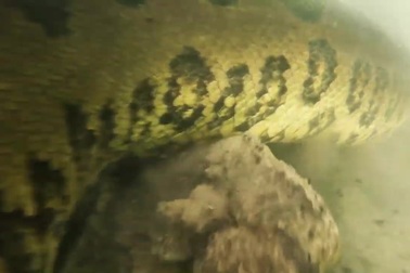 Thót tim “đụng độ” trăn khổng lồ dưới lòng sông