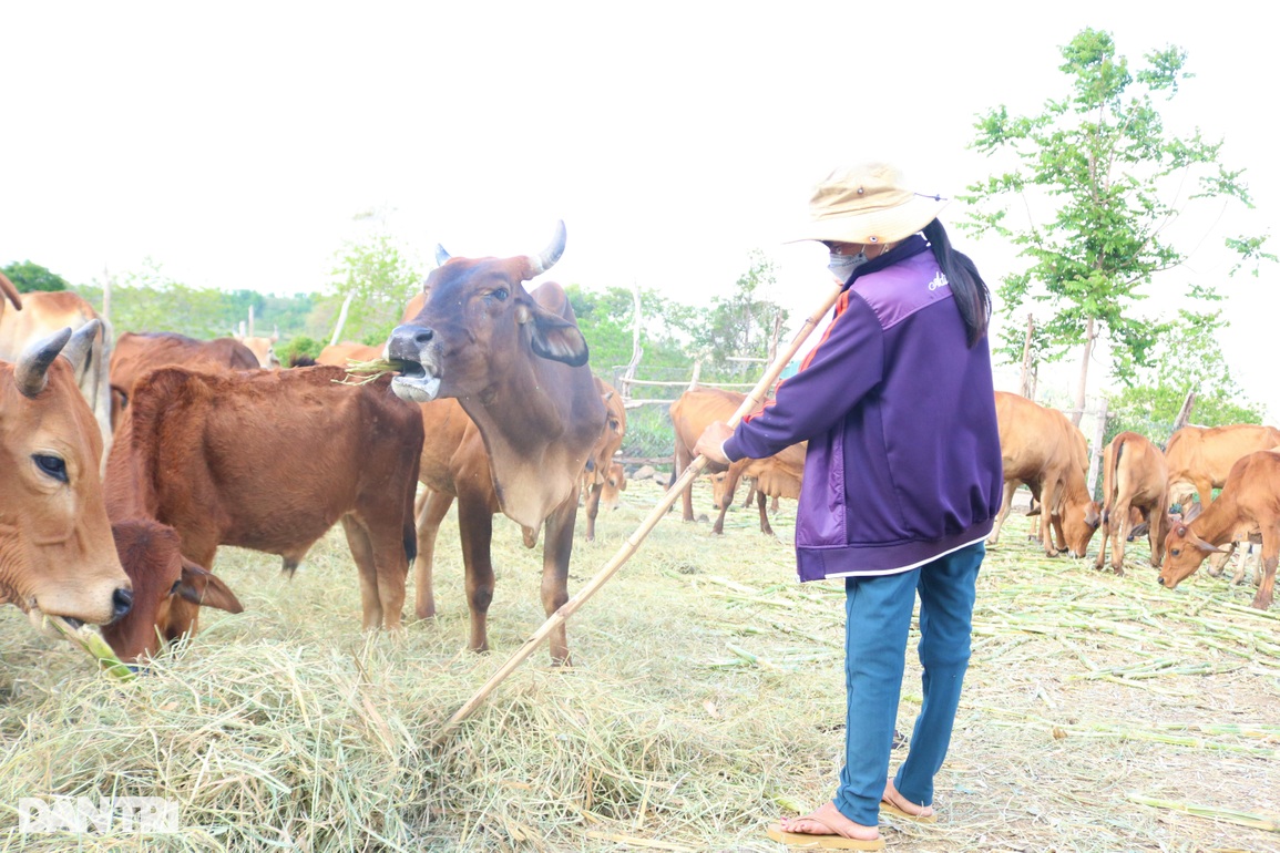 Ngược ngàn lên núi chăn bò thuê, xóm cao bồi thoát khó - 3 Ngược ngàn lên núi chăn bò thuê, xóm cao bồi thoát khó - 3
