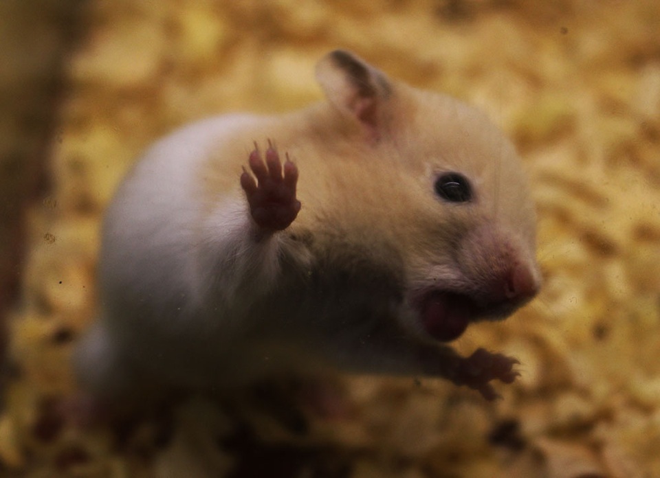 Trước thềm Tết Canh Tý, chuột Hamster bất ngờ được săn lùng ráo riết - 1 Trước thềm Tết Canh Tý, chuột Hamster bất ngờ được săn lùng ráo riết - 1