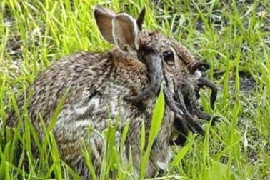 Mỹ: Thỏ "mọc sừng" gây xôn xao cộng đồng mạng