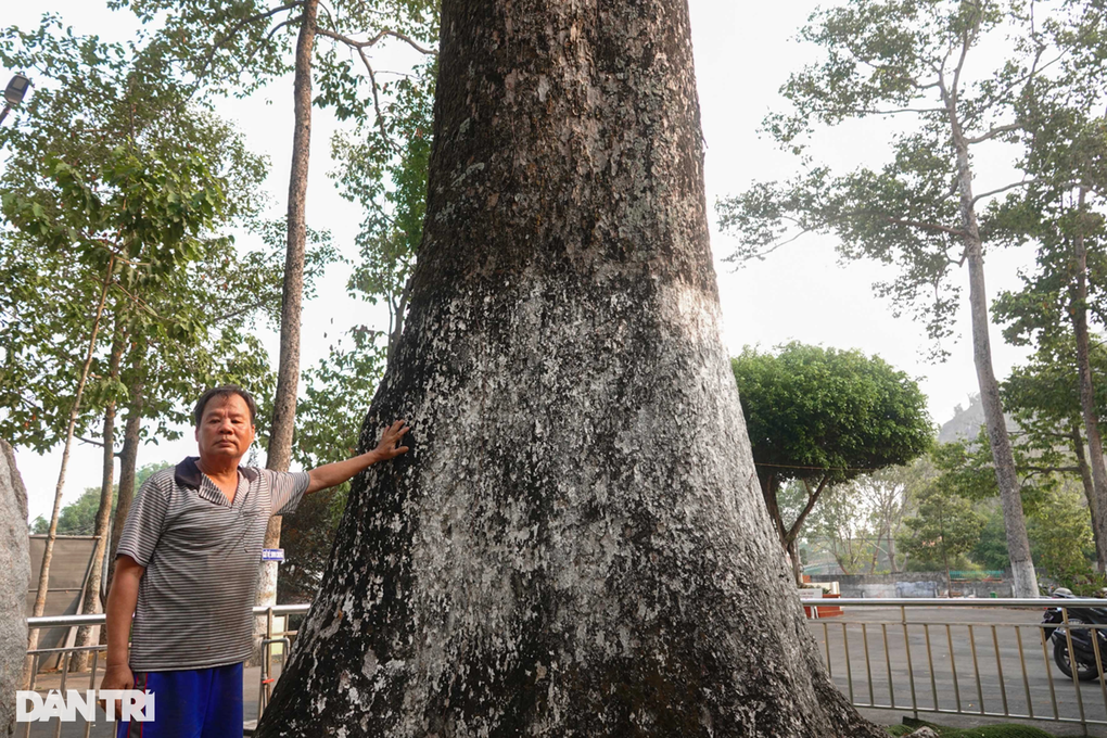 Chiêm ngưỡng cây dầu khủng 200 năm tuổi trên ngọn núi ở An Giang - 3