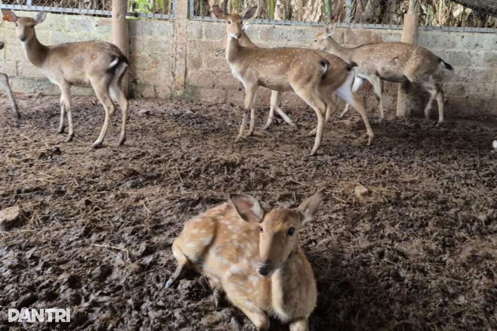 خاتون ٹیچر اپنی سائڈ جاب سے سالانہ نصف بلین ڈونگ کماتی ہیں - 2