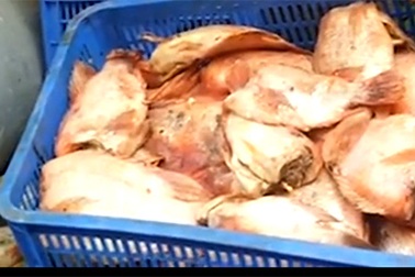 Phát hiện thịt, cá thối phục vụ bữa ăn học sinh tiểu học