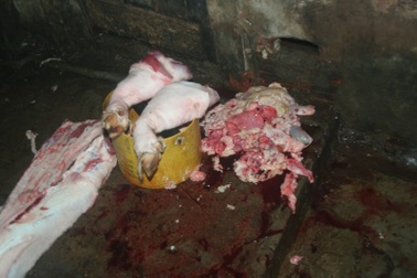 Kinh hoàng lò giết mổ heo lậu 