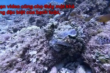 Bạch tuộc dùng xúc tu đấm cá để tự vệ