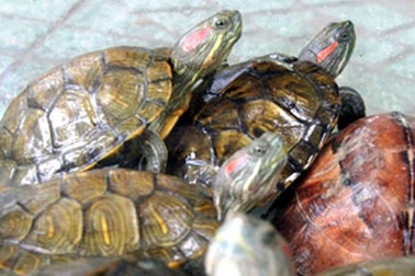 Năm 2020 diệt 50% sinh vật ngoại lai nguy hiểm 