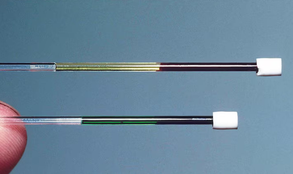 Kỳ lạ loài thằn lằn có máu xanh, nằm ngoài hiểu biết của khoa học - 2 Kỳ lạ loài thằn lằn có máu xanh, nằm ngoài hiểu biết của khoa học - 2