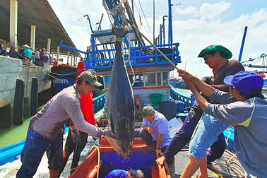Cận cảnh mẻ cá ngừ đại dương nặng 40 - 60kg/con cập cảng ngày giáp Tết