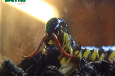 Thú chơi lạ: Nuôi “rết khổng lồ” làm thú cưng