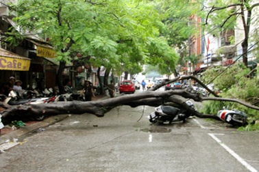 Cây phượng 10 tuổi bật gốc, chắn ngang phố Triệu Việt Vương