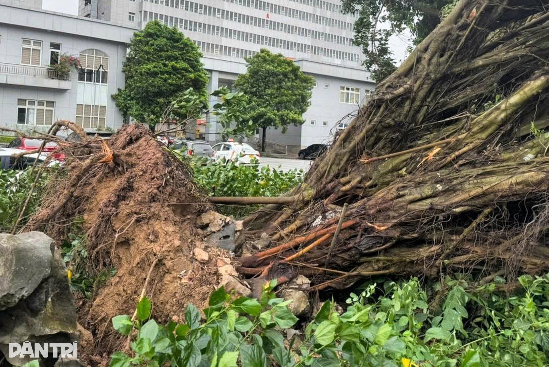 Tàu lật, cây đổ, nhà tốc mái do ảnh hưởng bão Wipha - 4 Tàu lật, cây đổ, nhà tốc mái do ảnh hưởng bão Wipha - 4