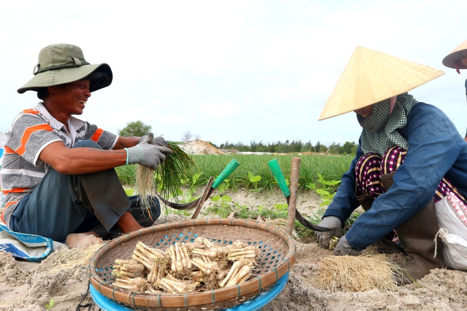 Giá kiệu bấp bênh, người dân vùng kiệu “thấp thỏm” chờ tết - 4 Giá kiệu bấp bênh, người dân vùng kiệu “thấp thỏm” chờ tết - 4