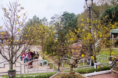 Mai vàng nở sớm khoe sắc cố đô Huế