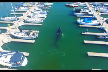 Cá voi lưng gù lạc đường, bơi nhầm vào bến đậu du thuyền