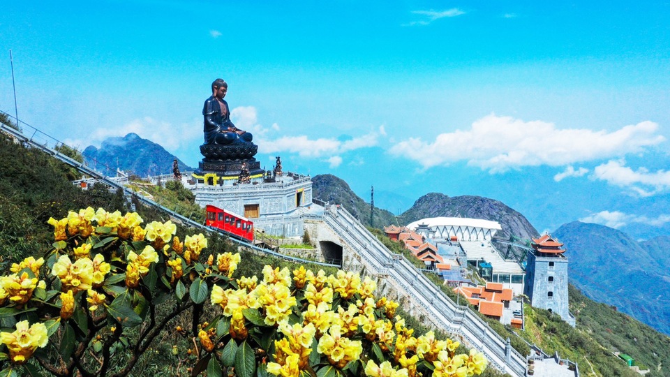 Ngắm những cây đỗ quyên trăm tuổi bung nở rực rỡ trên đỉnh Fansipan - 11 Ngắm những cây đỗ quyên trăm tuổi bung nở rực rỡ trên đỉnh Fansipan - 11