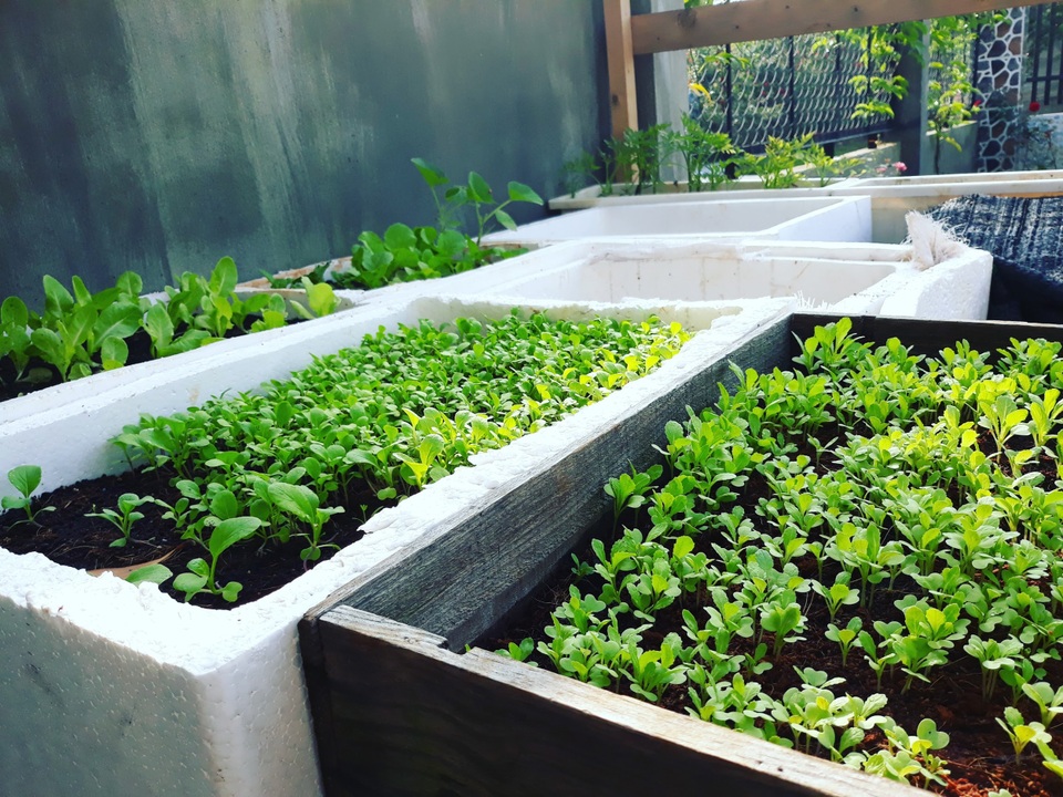 Tiết kiệm 100 triệu, vợ chồng trẻ ở Đồng Nai bỏ phố về quê đào ao, thả cá - 8 Tiết kiệm 100 triệu, vợ chồng trẻ ở Đồng Nai bỏ phố về quê đào ao, thả cá - 8