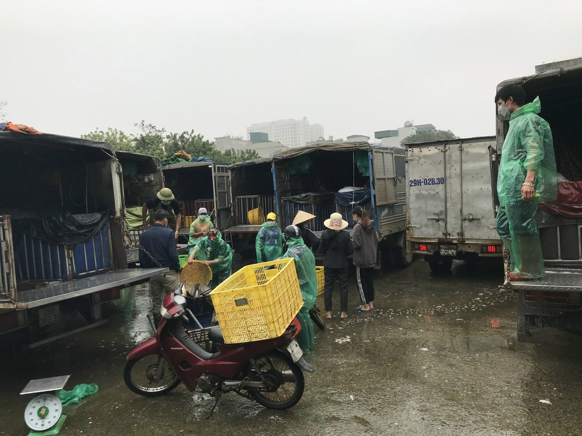 Vì sao giá cá chép cúng ông Táo năm nay rẻ hơn năm ngoái? - 4 Vì sao giá cá chép cúng ông Táo năm nay rẻ hơn năm ngoái? - 4