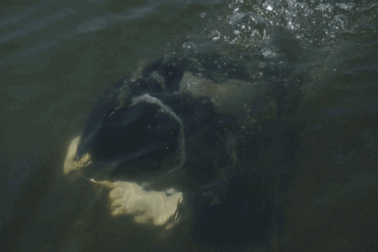 Cột 10kg xích sắt vào người, lặn xuống đáy sông tìm săn bờm bợp