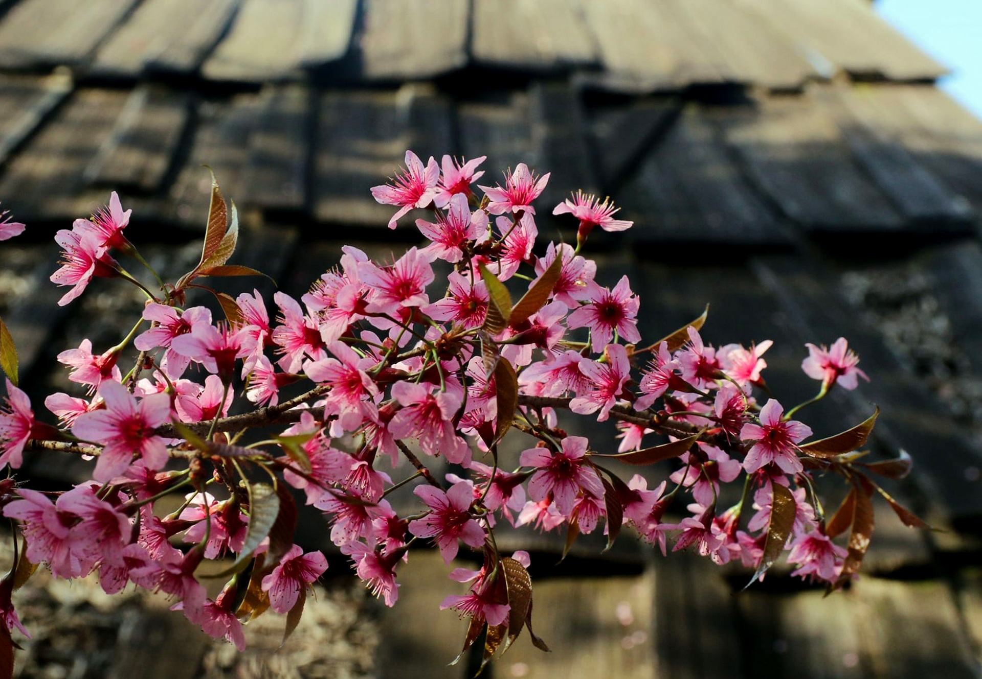 Ngắm hoa anh đào bung nở, nhuộm hồng xã biên giới ở Nghệ An - 4