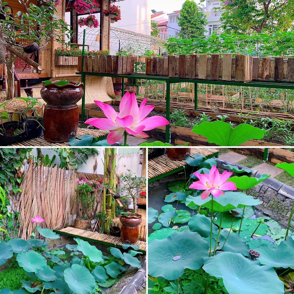 Bỏ 50 triệu đồng cải tạo vườn chuối thành khu sinh thái trong mơ - 6 Bỏ 50 triệu đồng cải tạo vườn chuối thành khu sinh thái trong mơ - 6