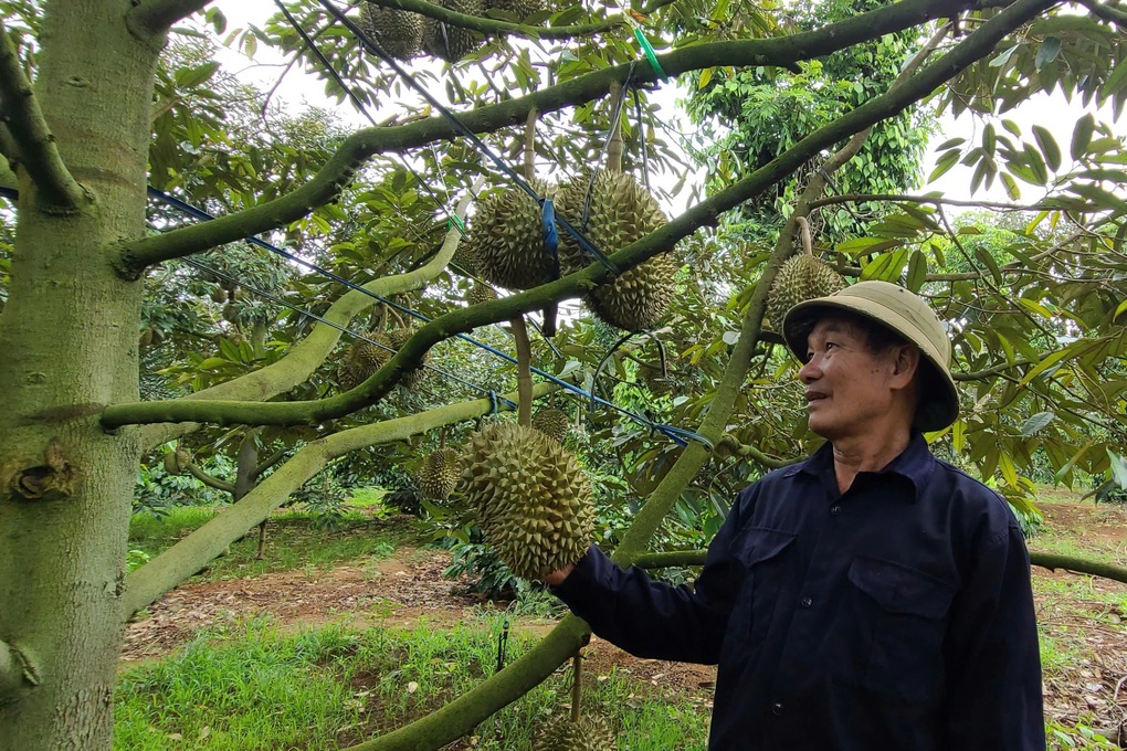 Người trồng sầu riêng đứng trước cơ hội lịch sử - 1 Người trồng sầu riêng đứng trước “cơ hội lịch sử”