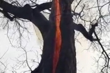 Kỳ lạ hiện tượng cây cháy từ bên trong mà không có khói