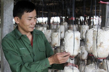 HTX trồng nấm của những thanh niên triệu phú