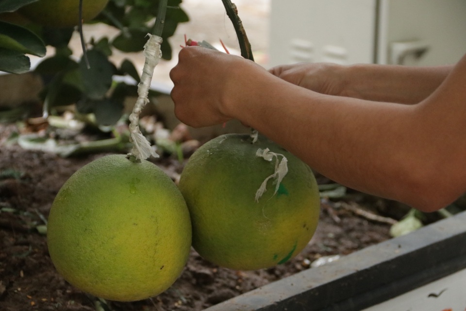 Hà Nội: Bưởi cảnh, đào khủng đua nhau xuống phố đón Tết - 4