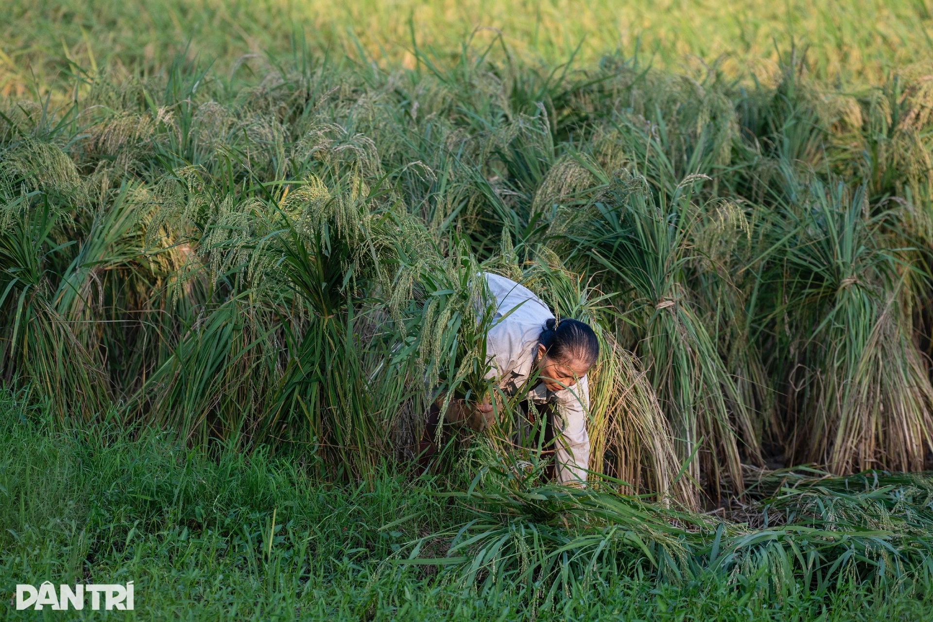 Nông dân Bắc Ninh tất bật gặt lúa non chạy lũ lịch sử - 7 Nông dân Bắc Ninh tất bật gặt lúa non chạy lũ lịch sử - 7