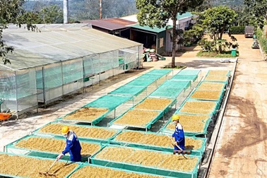 Vượt Mỹ, châu Á thành thị trường nhập khẩu nông sản lớn nhất của Việt Nam