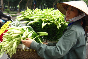 Hoa loa kèn gọi tháng Tư về...