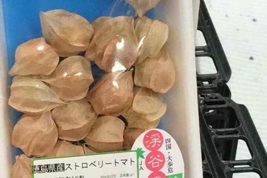 Là quả dại Việt Nam, tầm bóp có giá 700 nghìn đồng/kg ở Nhật Bản