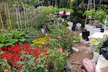 Trồng hơn 8.000 chậu hoa, đôi vợ chồng trẻ kỳ vọng kiếm trăm triệu đồng dịp Tết