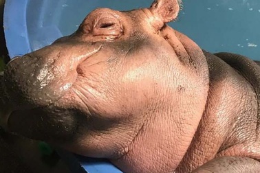 Ngắm chú hà mã nhỏ nhất gây sốt vì quá… đáng yêu