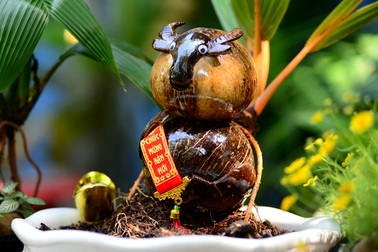 Tạo hình trâu từ bonsai dừa kiếm tiền triệu mùa Tết