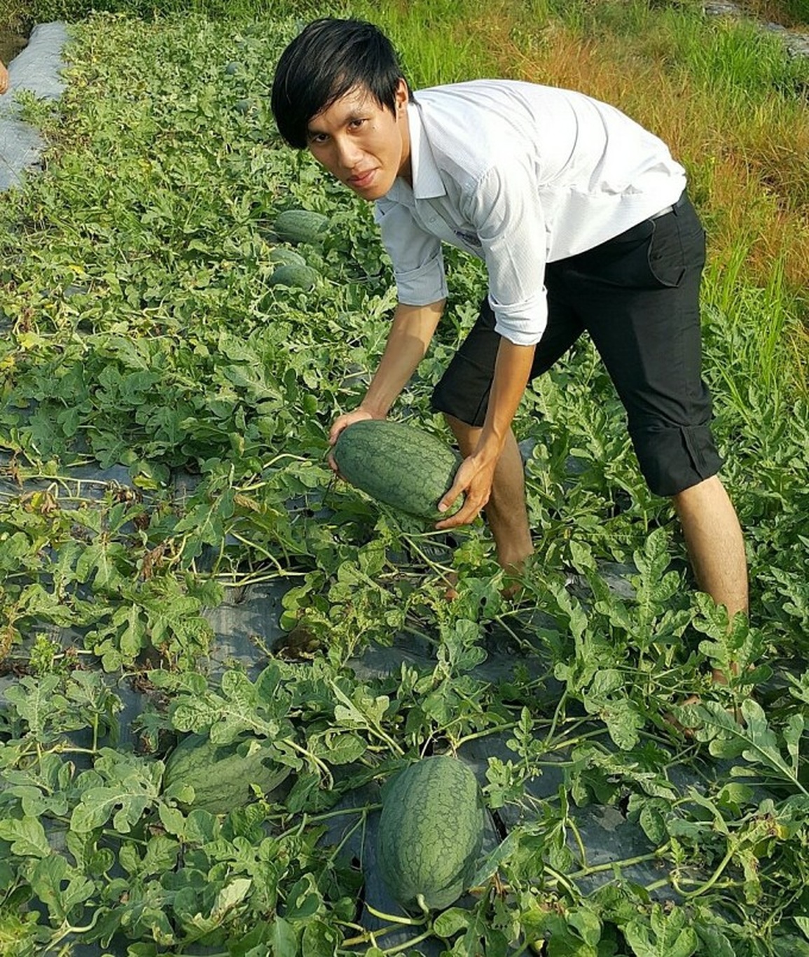 Làm chủ công nghệ sản xuất hạt giống giúp tiết kiệm hàng chục tỷ đồng - 1