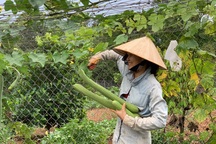 Chi tiền tỷ mua mảnh đất ngoại ô, vợ chồng ở Sài Gòn “trồng hoa, nuôi gà”