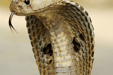 Hú vía vì bị rắn hổ mang rượt đuổi suốt 2 km để trả thù