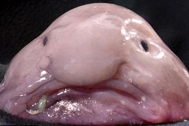 Loài cá có khuôn mặt sầu thảm