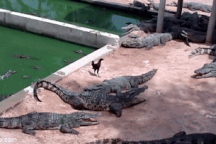 Lạc bước vào lãnh địa cá sấu, chú gà xấu số lĩnh án tử