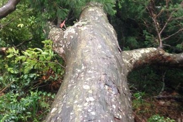 Bộ Kế hoạch lập dự án bảo tồn hàng trăm cây Xích tùng cổ ở Yên Tử