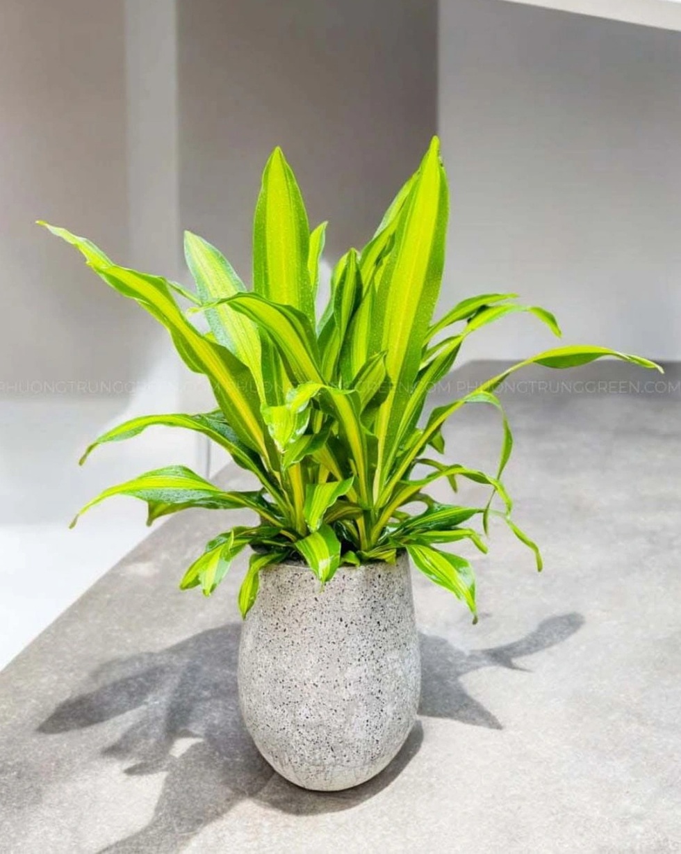 Khám phá 7 loại cây hút tài lộc để đón Tết Nguyên đán rực rỡ - 2 Khám phá 7 loại cây hút tài lộc để đón Tết Nguyên đán rực rỡ - 2