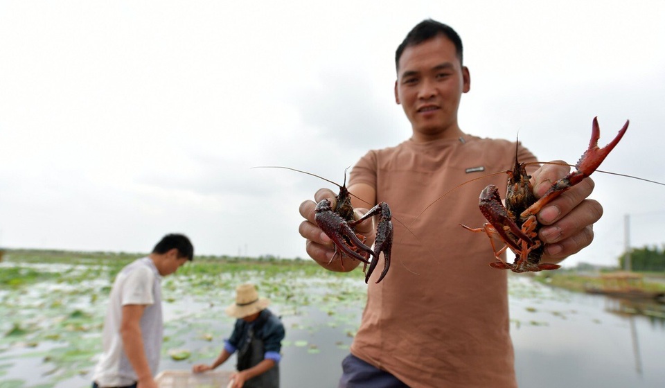 Ham lợi, nông dân Trung Quốc trả giá đắt vì “nhường” ruộng cho tôm hùm đất - 3 Ham lợi, nông dân Trung Quốc trả giá đắt vì “nhường” ruộng cho tôm hùm đất - 3