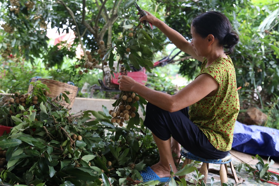 Người dân sông Mã đổi đời nhờ ép cây xóa đói chín sớm - 6 Người dân sông Mã đổi đời nhờ ép cây xóa đói chín sớm - 6