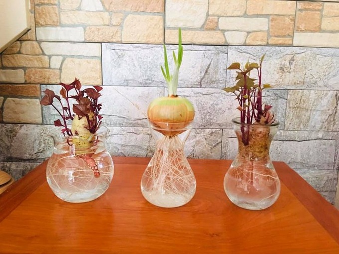 Cô gái trẻ chia sẻ cách trồng hành tây "mọc tóc, mọc râu" cực đáng yêu, ngó xuống bình luận của dân mạng càng thấy bất ngờ hơn - Ảnh 6. Cô gái trẻ chia sẻ cách trồng hành tây "mọc tóc, mọc râu" cực đáng yêu, ngó xuống bình luận của dân mạng càng thấy bất ngờ hơn - Ảnh 6.