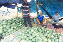 Dưa hấu rớt giá thê thảm, bán 10kg mua được 1 ly cà phê