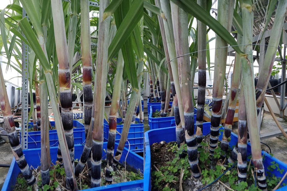 Cả gia đình ở Sài Gòn thỏa thích ăn trái cây nhờ khu vườn trên không - 3